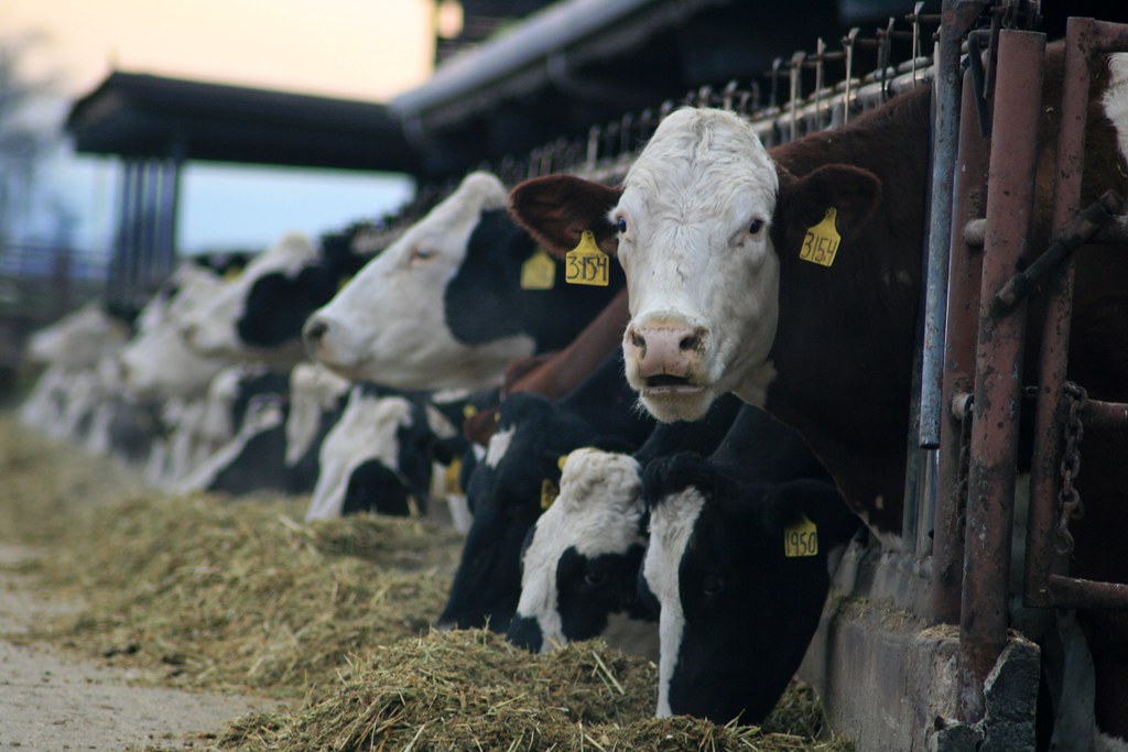 cows with yellow ear tags eating hay