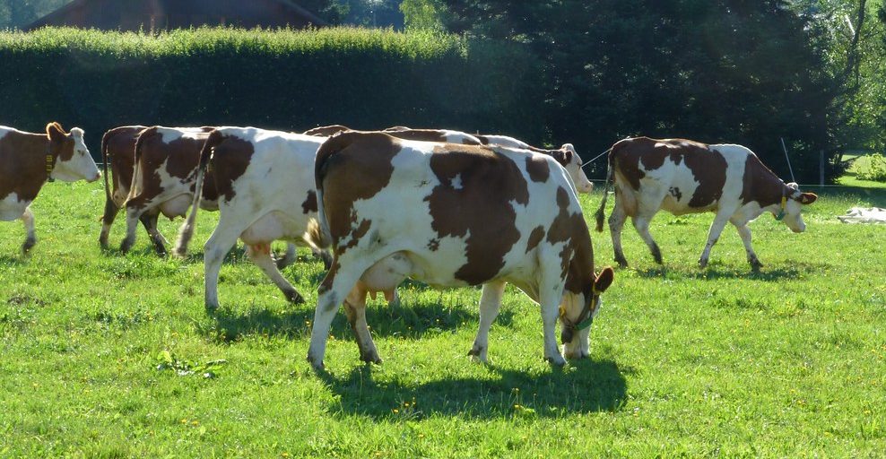 brown and white cows walking on green grass in sunlight