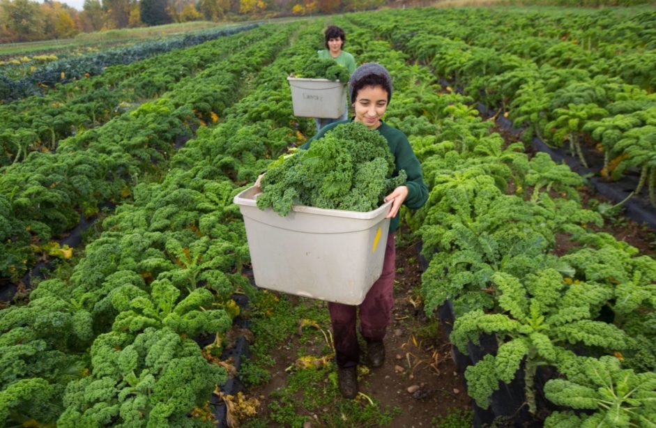 Two people in field of kale holding white bins with kale