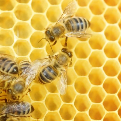 several bees on a honey comb