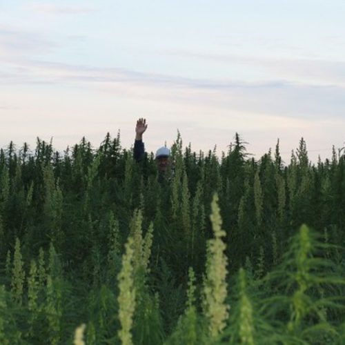 man with cap and hand raised nearly hidden in hemp field