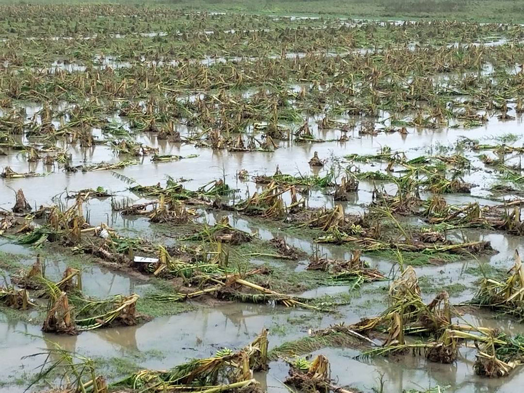 tropical trees blown over sideways in flooded field