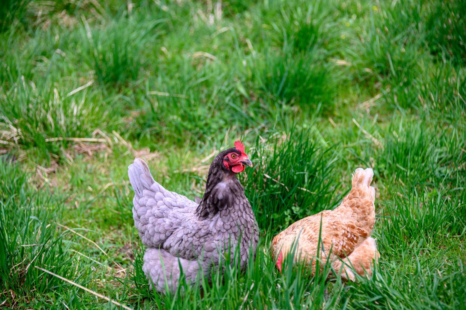two chickens in grass