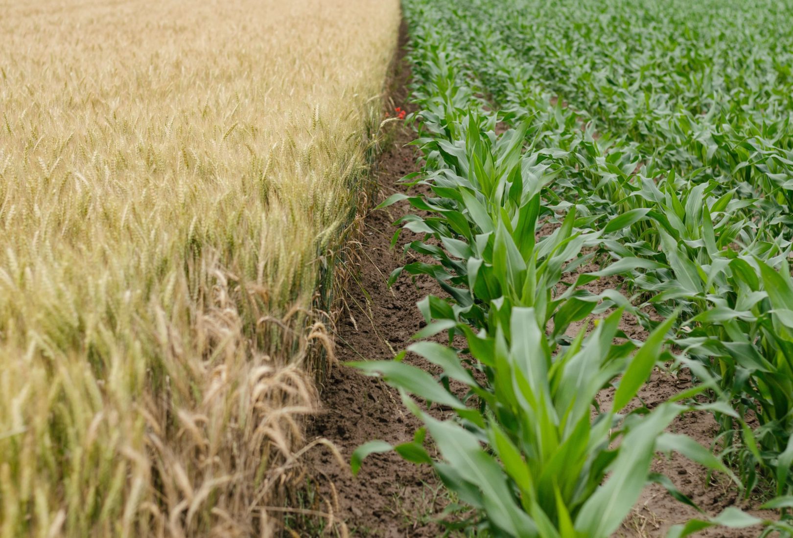 green corn plants in a field