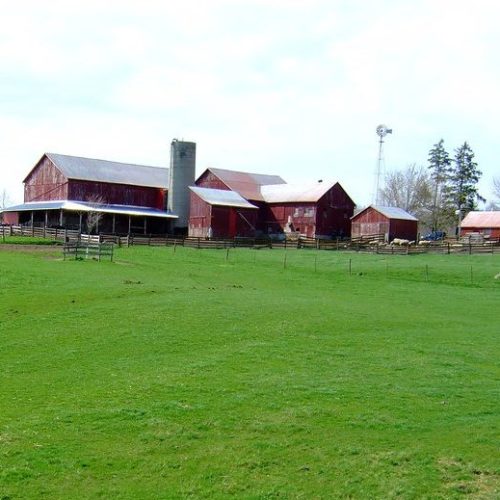 red farm buildings and green grass