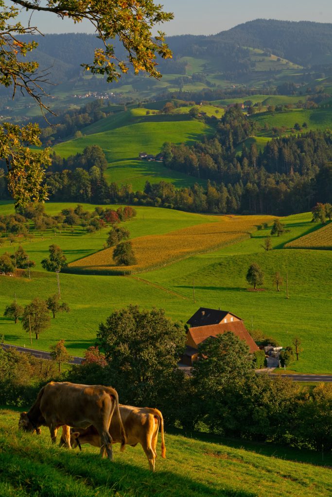 two brown cows in field on hillside