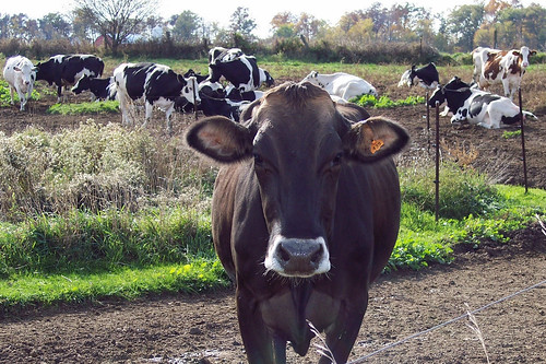 black cow facing camera with black and white cows in background
