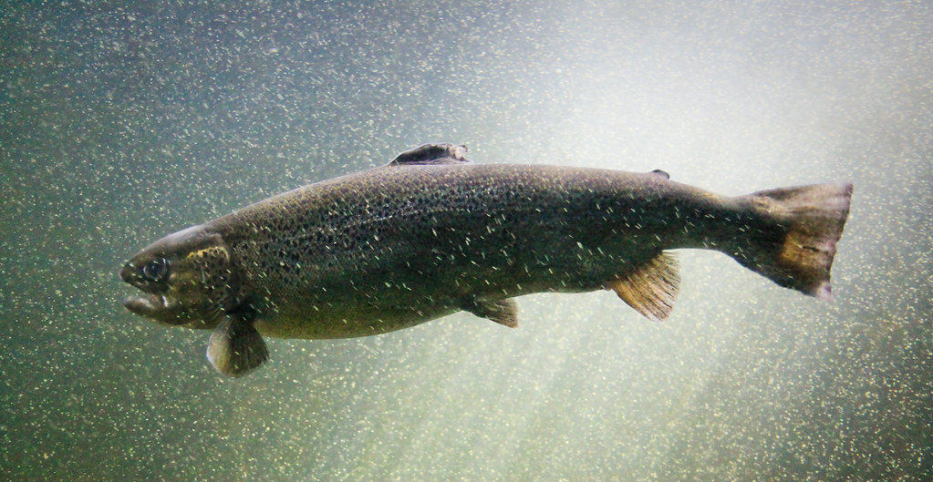 Freshwater Salmon Farming In Maine CSG ERC CSG ERC