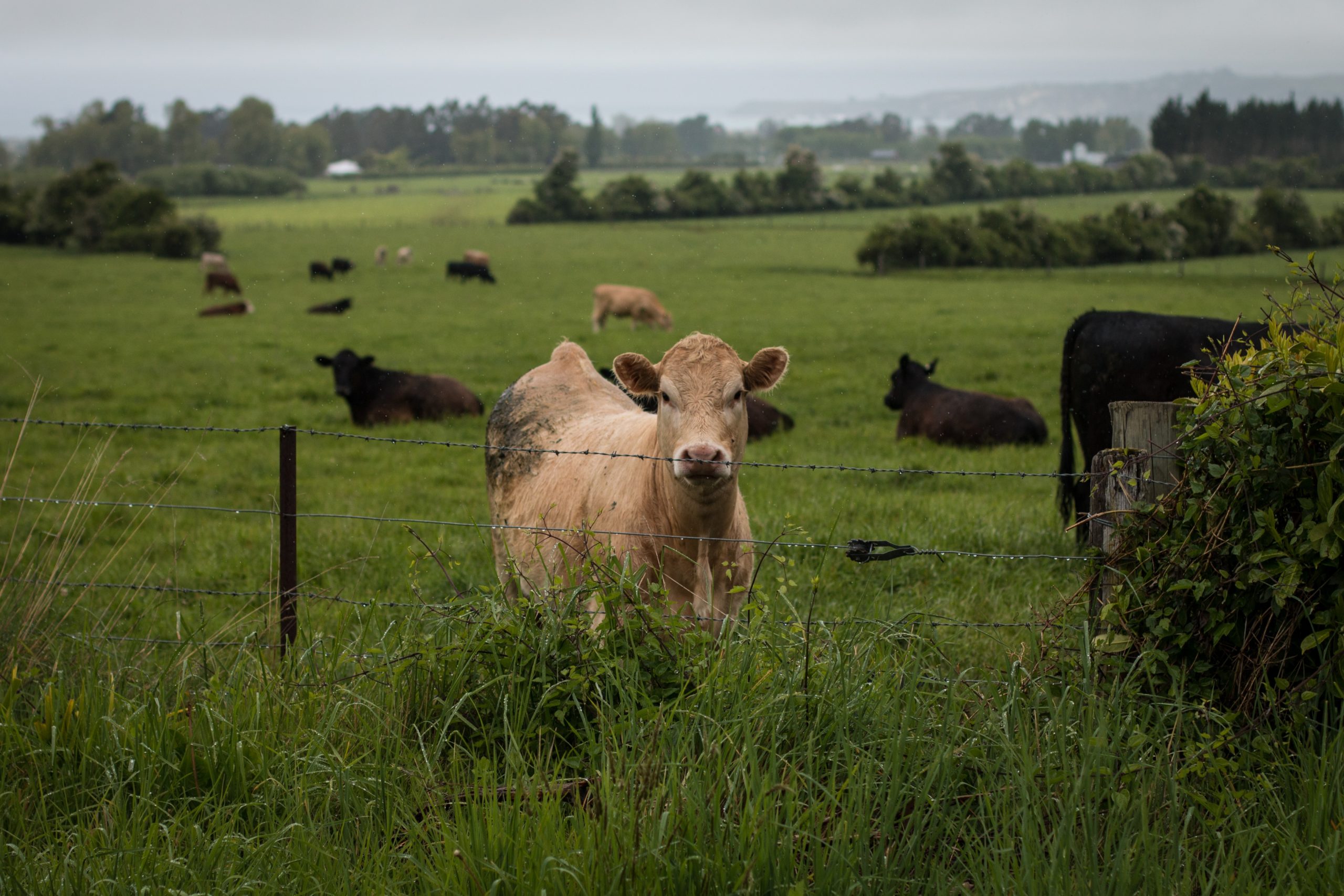 tan cow with other brown cattle in fenced area in field