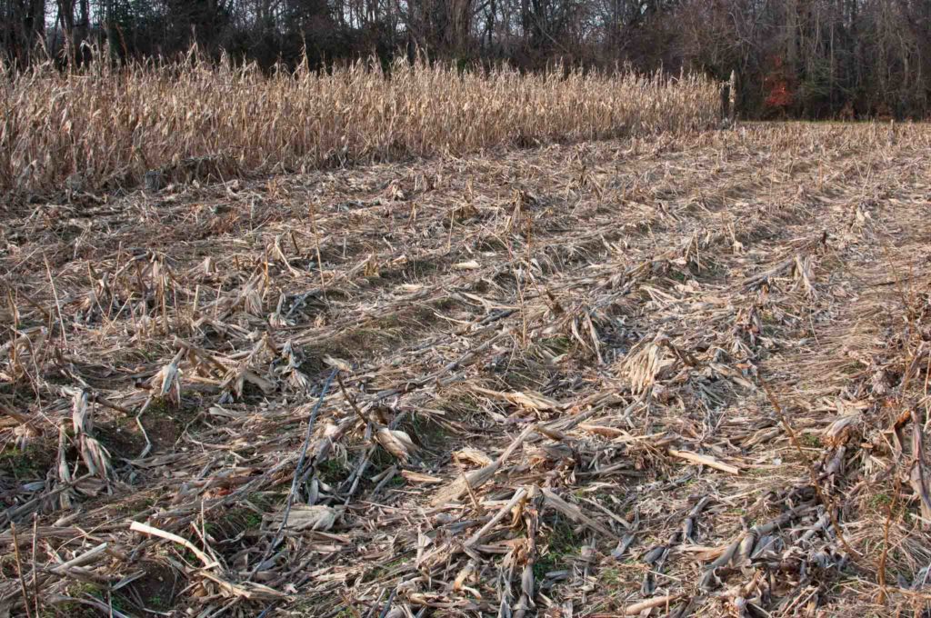 Crop residue in a field.