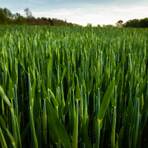 A field of barley plants.